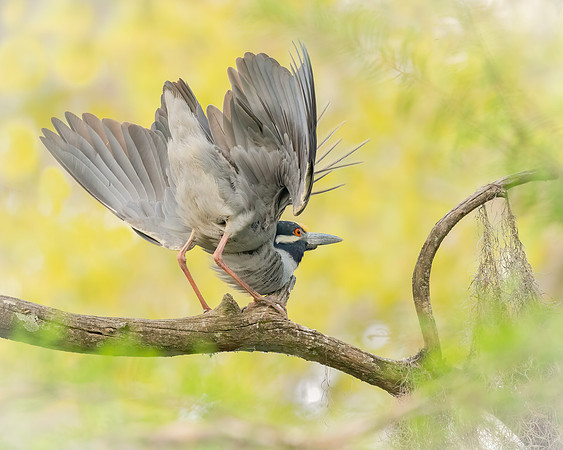 Mating Pose Yellow Crowned Night Heron 2