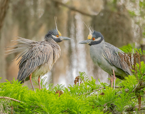 Pair of Yellow Crowned Night Herons