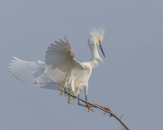 Snowy Egret