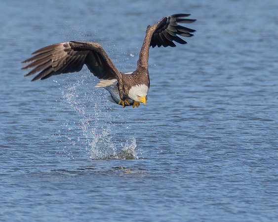Eagle 1
