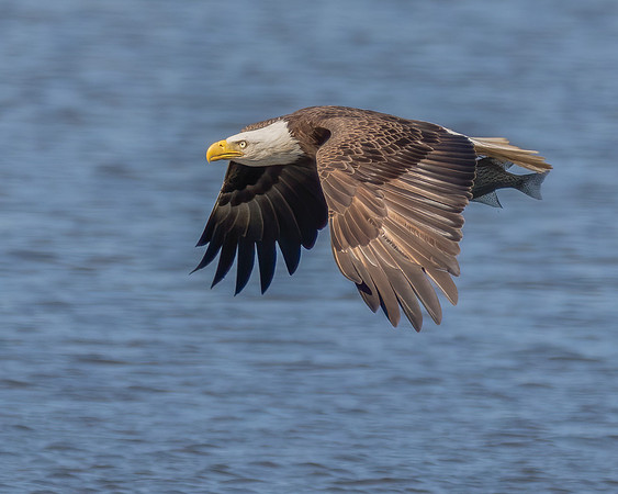 Eagle 2