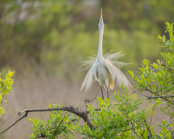 Great Egret Mating Pose
