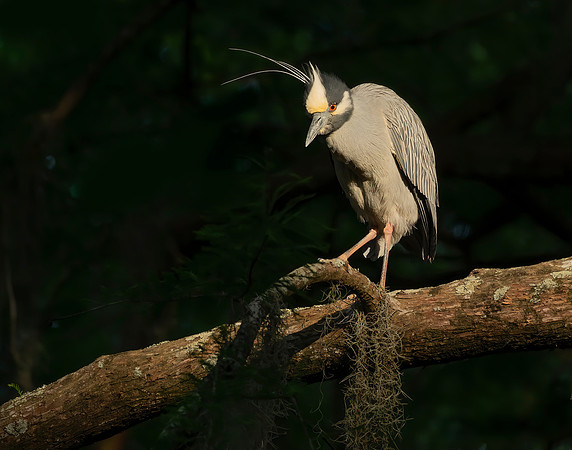 Evening Glow On Yellow Crowned Night Heron