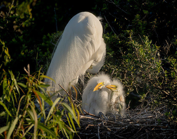 Egret Family Time