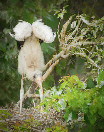 Stork Handstand