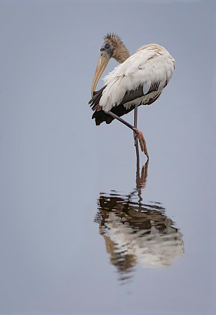 Wood Stork Reflection