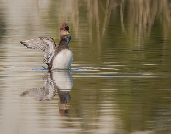 Female Hooded Merganser 1