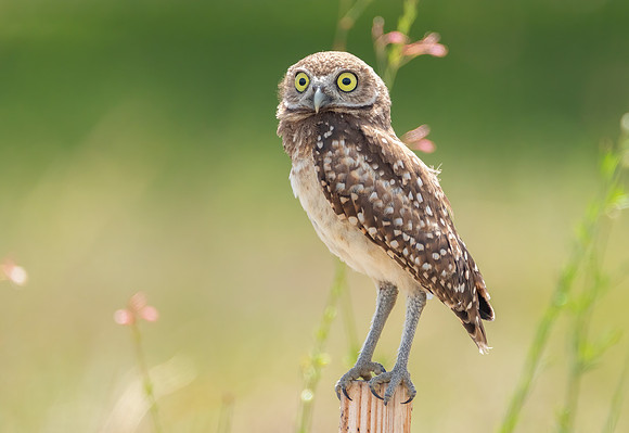 Burrowing Owl