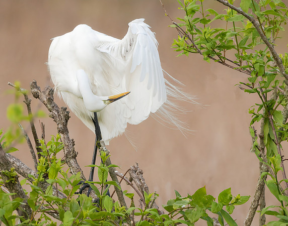 Preening In The Wind