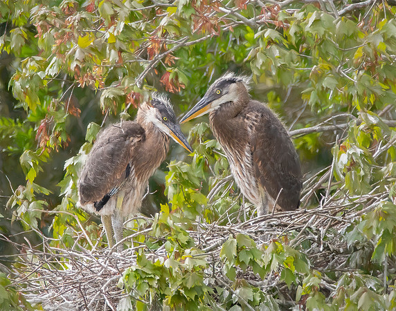 Blue Heron Chicks