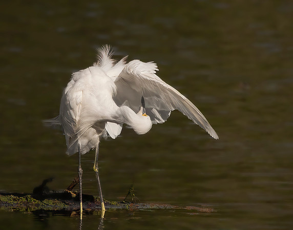 Perfect Preening 1