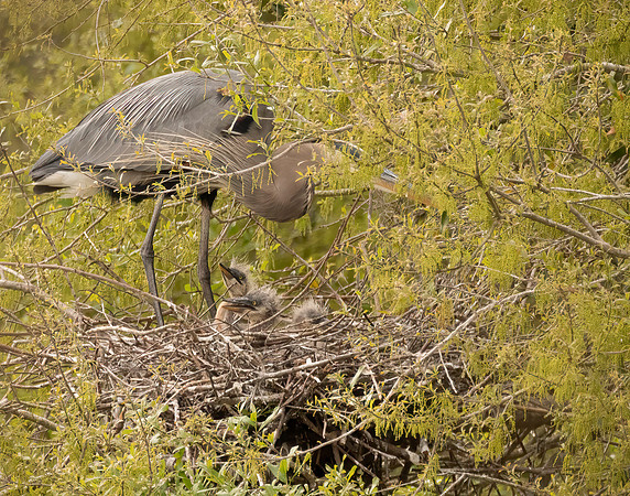 Momma And Chicks