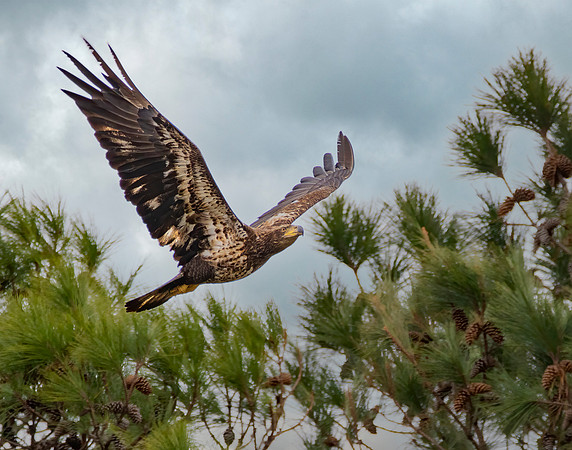 Juvenile Eagle