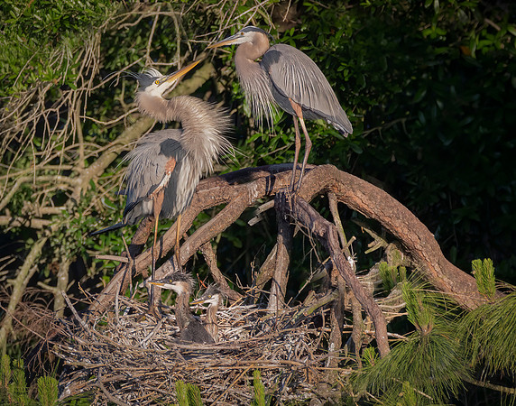 Blue Heron Family