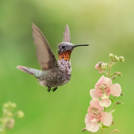 Male Ruby Throated Hummingbird
