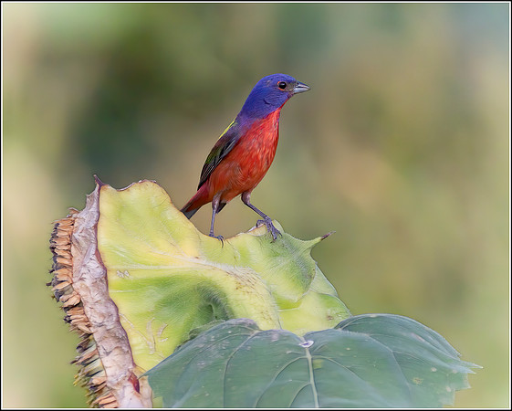 Painted Bunting 1