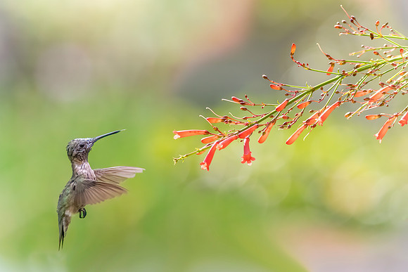 Juvenile Hummingbird