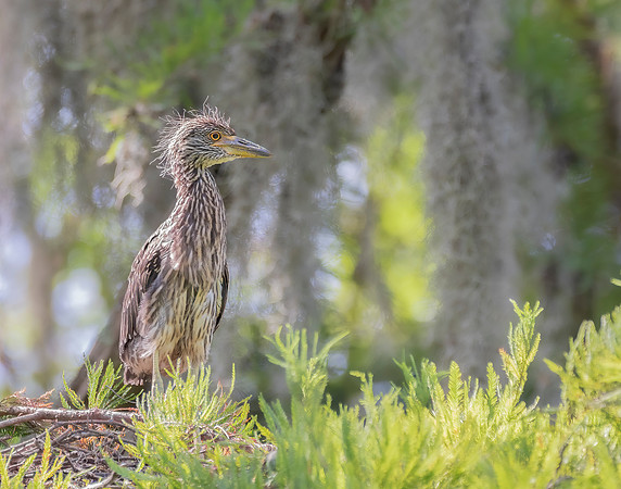 Juvenile Yellow Crowned Night Heron