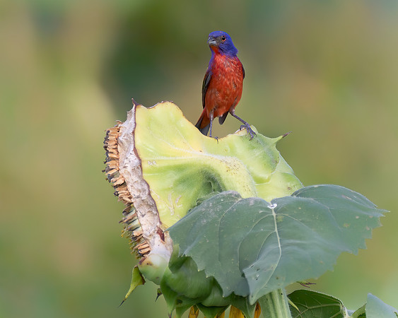 Painted Bunting 2