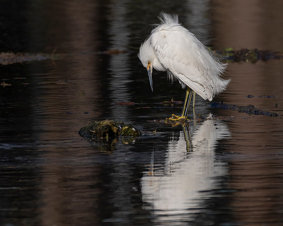 Snowy Egret Reflection 1
