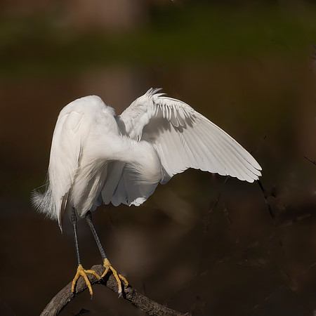 Perfect preening 2