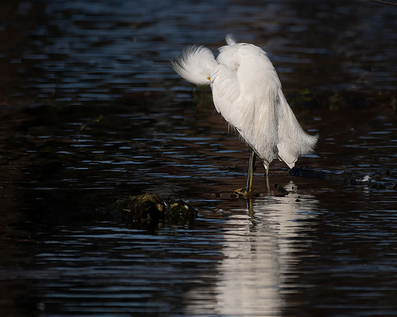 Snowy Egret 2