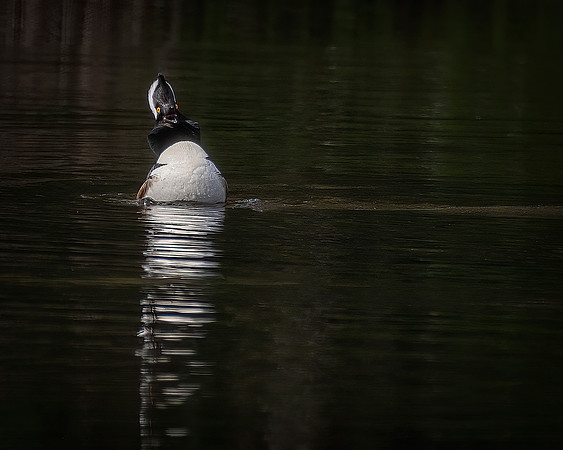 Male Hooded Merganser 1