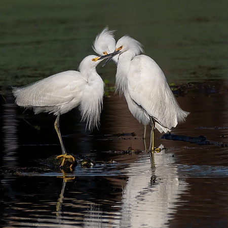 Tres Snowy Egrets