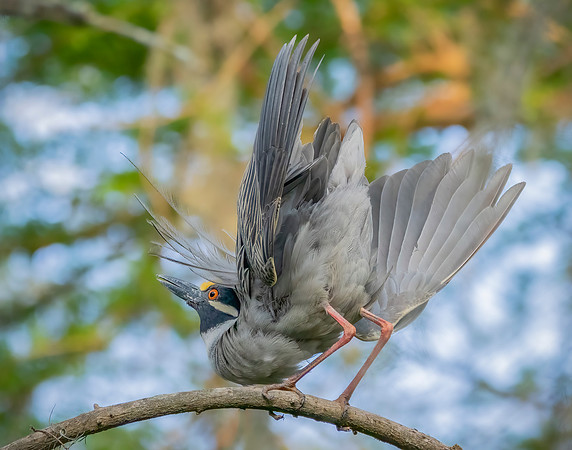 Mating Pose Yellow Crowned Night heron 3