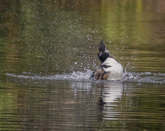 Male Hooded Merganser 2