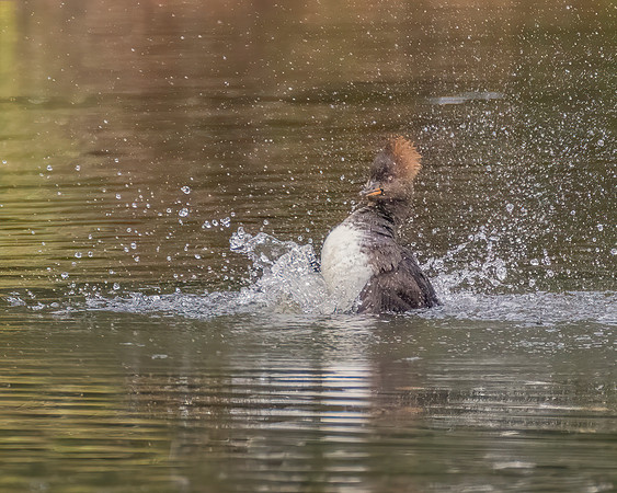 Female Hooded Merganser 2