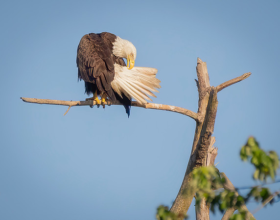 Eagle 3