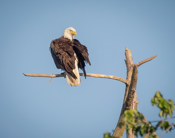 Eagle 4