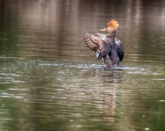 Dance On Water