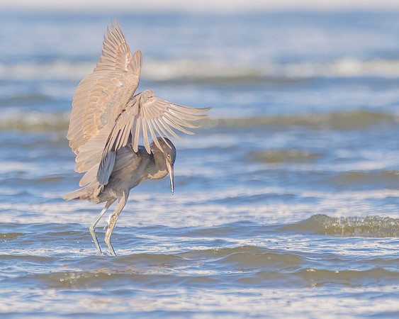Juvenile Reddish Egret 1