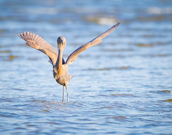 Juvenile Reddish Egret 2
