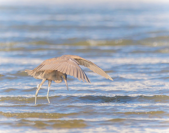 Juvenile Reddish Egret Looking For Fish