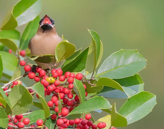 Cedar Waxwing 1