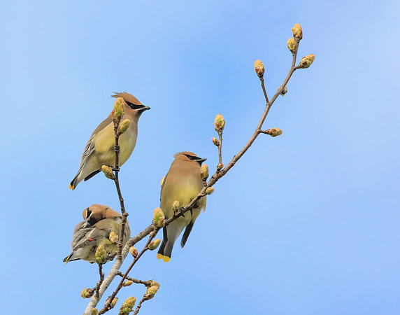 Cedar Waxwings