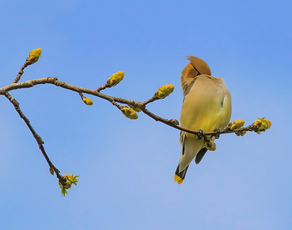 Cedar Waxwing 2