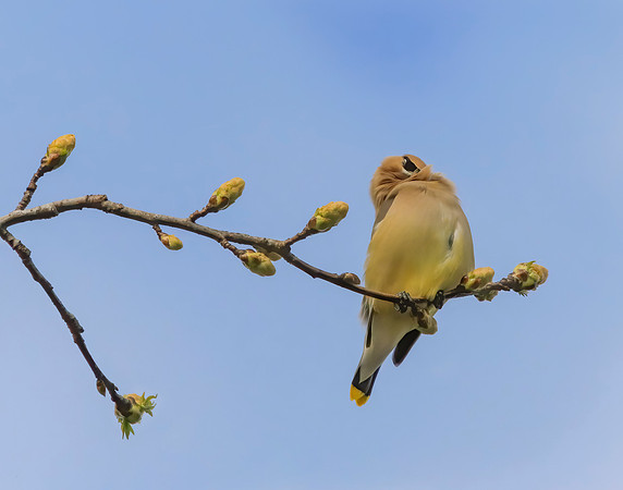 Cedar Waxwing 3