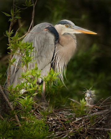 Great Blue Heron & Chick