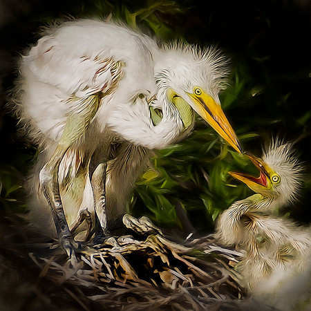 Egret Chicks