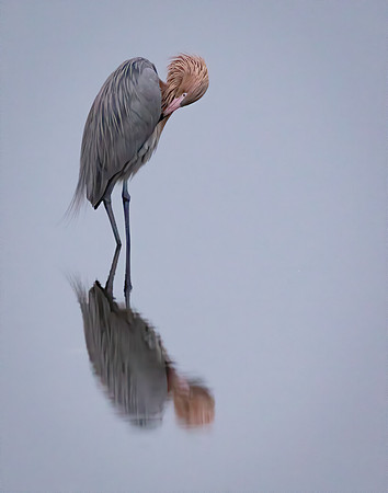 Reddish Egret Reflection