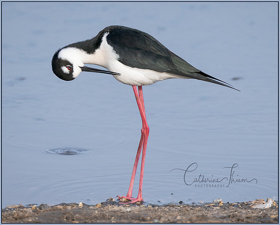 Black Necked Stilt 1