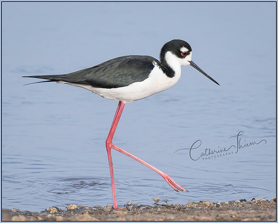 Black Necked Stilt 2