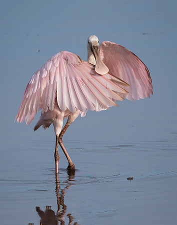 Pink Dancer