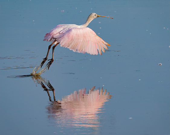 Juvenile Spoonbill