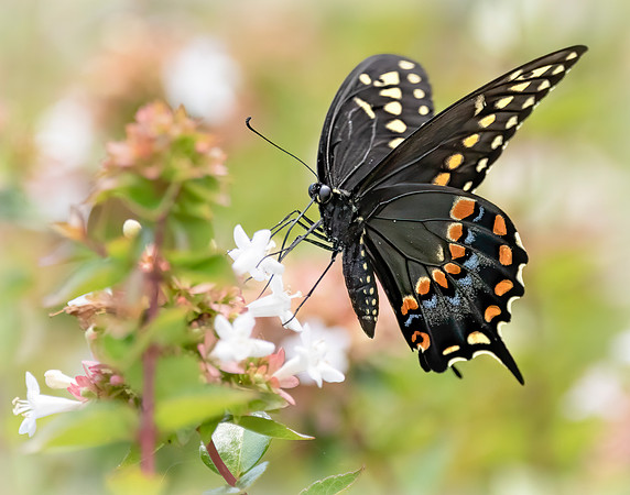 Butterfly 2
