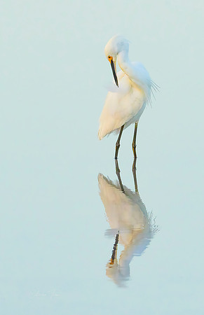 Egret Reflection